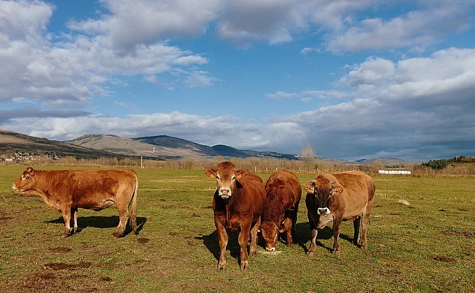 Finalitza ADAPTAVAC, el projecte d'adaptació del boví al canvi climàtic
