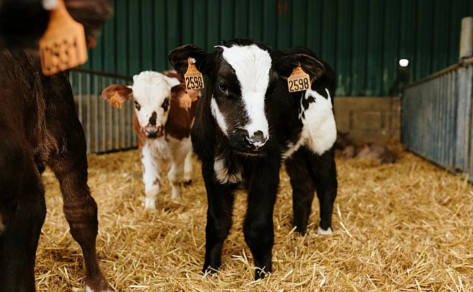 El IRTA apunta estrategias para mejorar la salud de los terneros lactantes