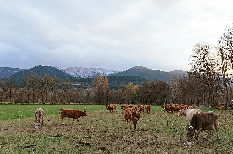 Boníssima, també per les seves propietats