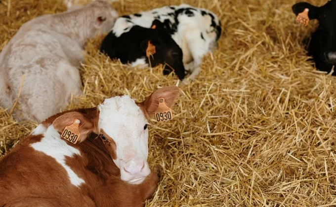 BEEF_LESS_STRAW demostra que es pot reduir a la meitat l'ús de palla en el jaç dels vedells d'engreix.