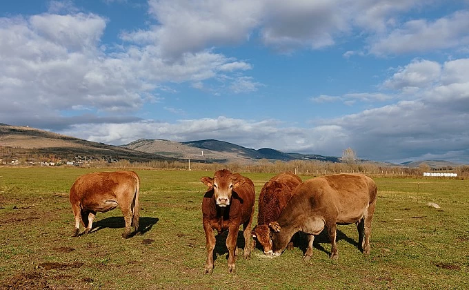 Les emissions i els consums d'aigua del nostre boví són un 66% inferiors a la mitjana mundial