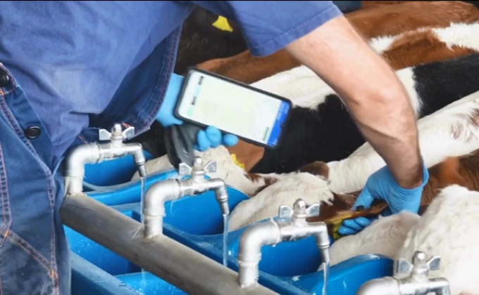 REBEFAR, estratègies de maneig i nutrició durant el transport i l'arribada per recuperar els vedells lactants a les granges d’engreix