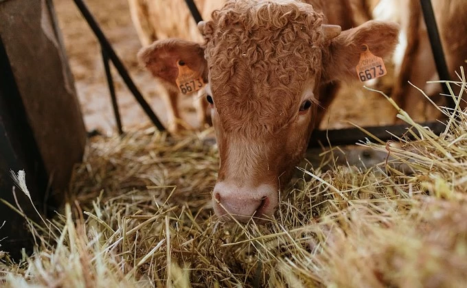 El boví de carn reclama mesures per pal·liar l'increment de costos per la sequera